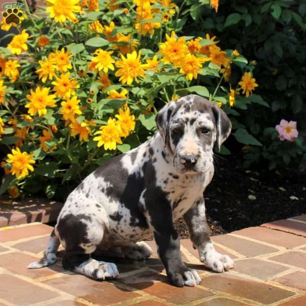 Travis, Great Dane Puppy