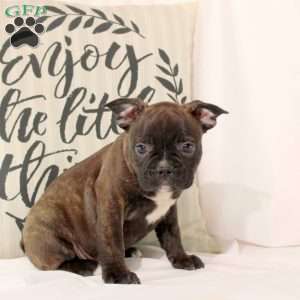 Travis, Frenchton Puppy