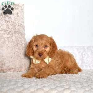 Travis, Cockapoo Puppy