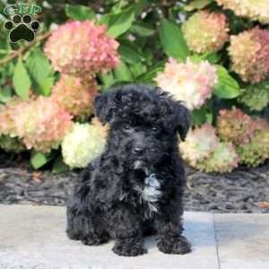 Travis, Yorkie Poo Puppy