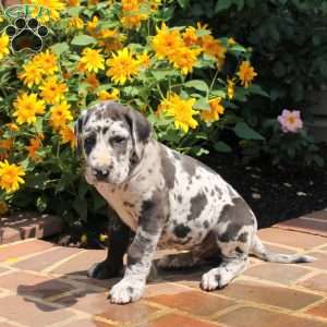 Travis, Great Dane Puppy