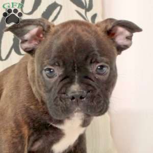 Travis, Frenchton Puppy