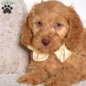Travis, Cockapoo Puppy