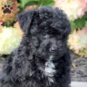 Travis, Yorkie Poo Puppy