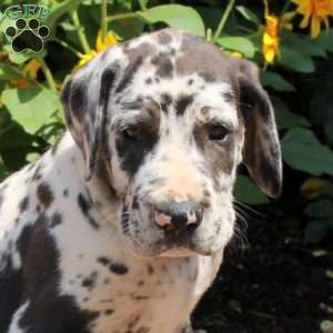 Travis, Great Dane Puppy