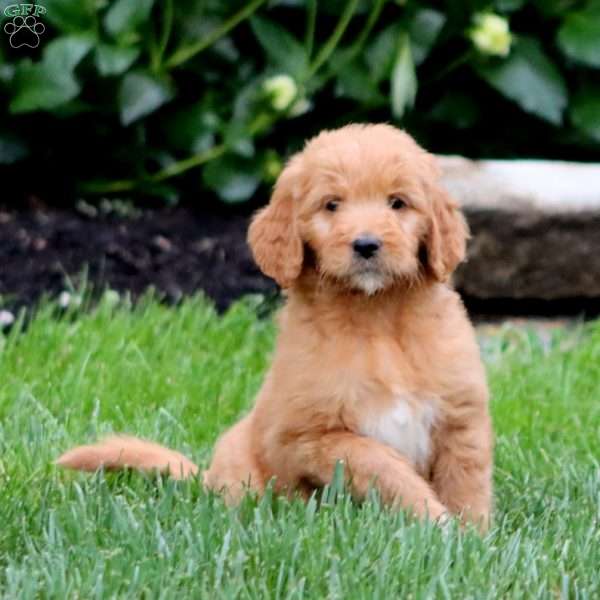 Trea, Goldendoodle Puppy