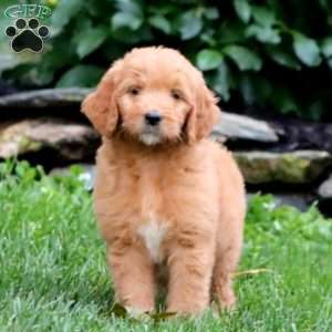 Trea, Goldendoodle Puppy