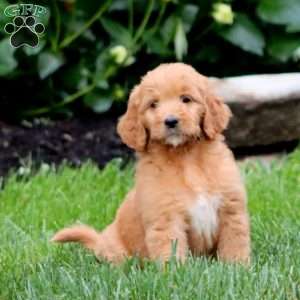 Trea, Goldendoodle Puppy