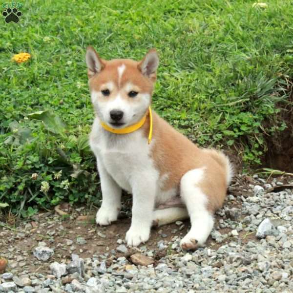 Trent, Shiba Inu Puppy
