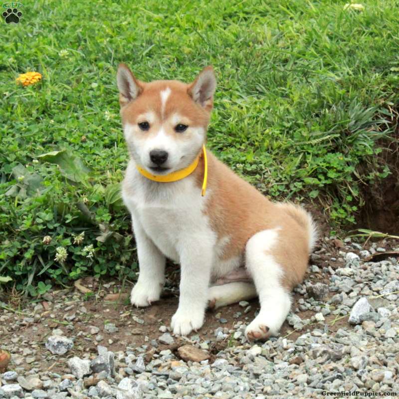 Trent (Shiba Inu, Male) in Peach Bottom, PA