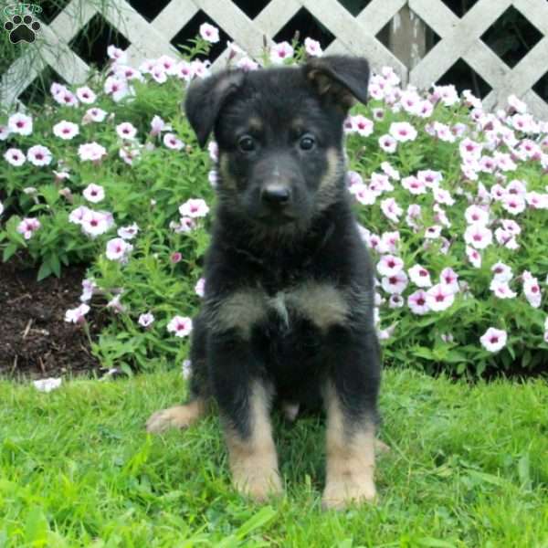 Trent, German Shepherd Puppy