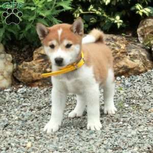 Trent, Shiba Inu Puppy