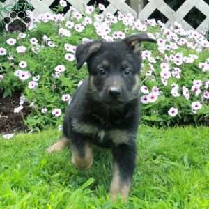 Trent, German Shepherd Puppy