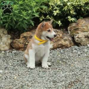 Trent, Shiba Inu Puppy