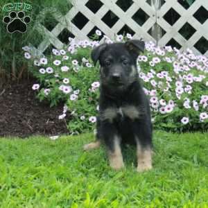 Trent, German Shepherd Puppy