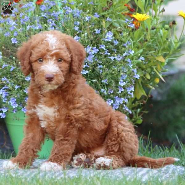 Trent, Mini Labradoodle Puppy