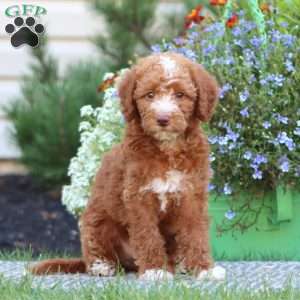 Trent, Mini Labradoodle Puppy