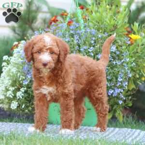 Trent, Mini Labradoodle Puppy