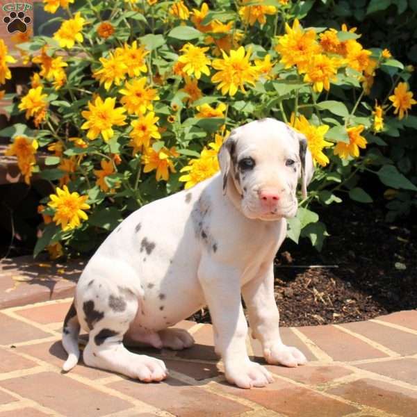 Trenton, Great Dane Puppy