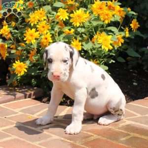 Trenton, Great Dane Puppy