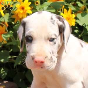 Trenton, Great Dane Puppy