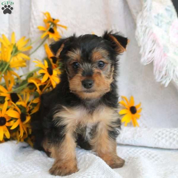 Trevor, Yorkie Puppy
