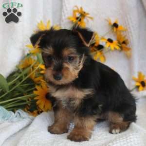 Trevor, Yorkie Puppy