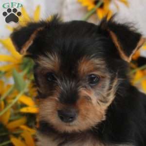 Trevor, Yorkie Puppy