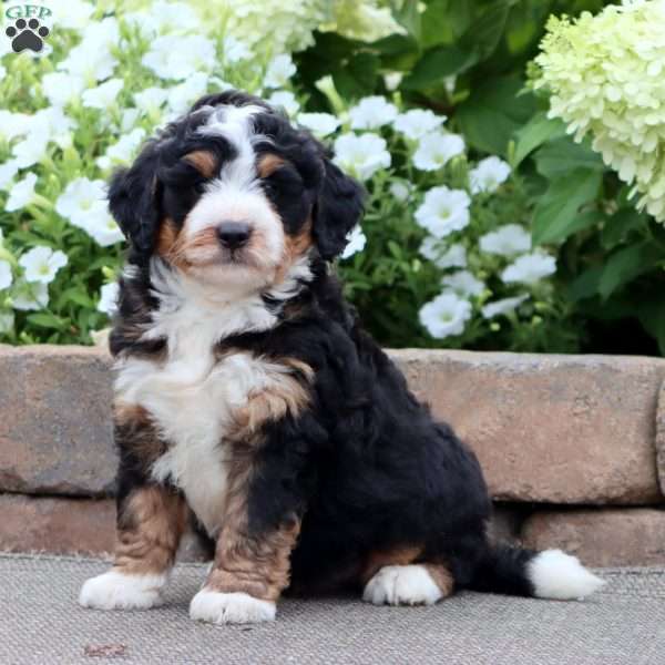Trevor, Mini Bernedoodle Puppy