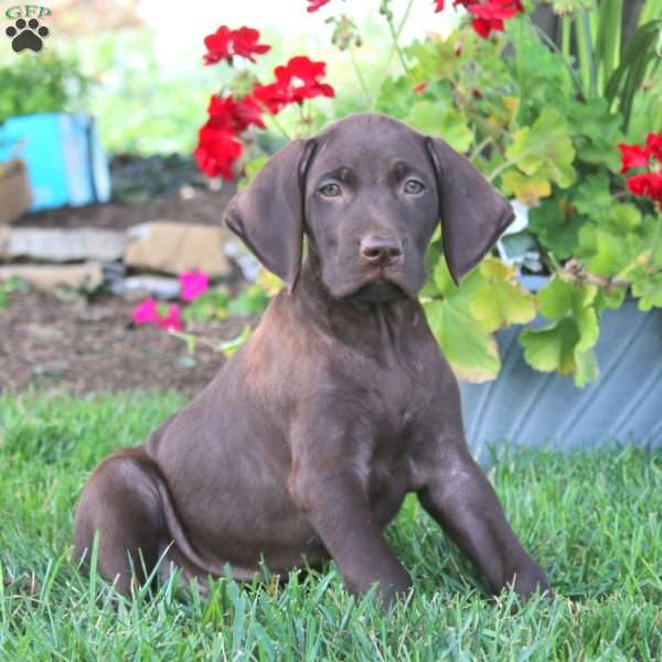 Trevor, German Shorthaired Pointer Puppy