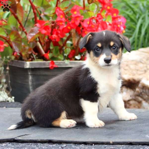 Trevor, Pembroke Welsh Corgi Puppy