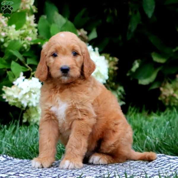 Trevor, Goldendoodle Puppy
