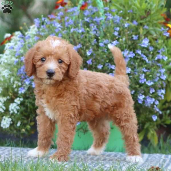 Trevor, Mini Labradoodle Puppy