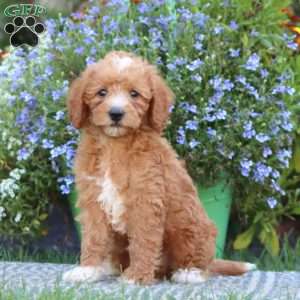 Trevor, Mini Labradoodle Puppy