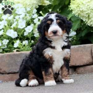 Trevor, Mini Bernedoodle Puppy