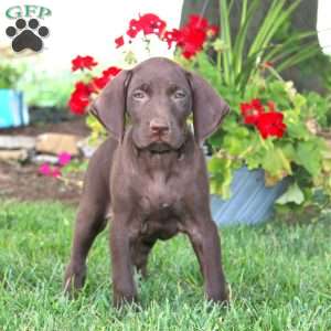 Trevor, German Shorthaired Pointer Puppy
