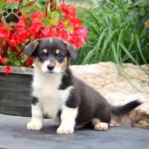 Trevor, Pembroke Welsh Corgi Puppy