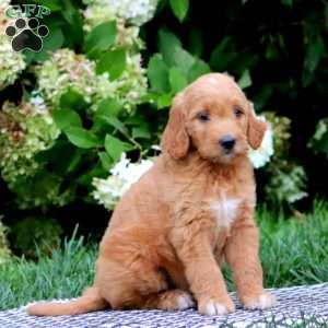 Trevor, Goldendoodle Puppy