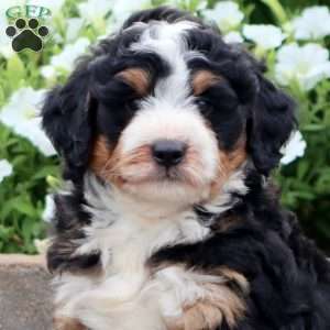 Trevor, Mini Bernedoodle Puppy
