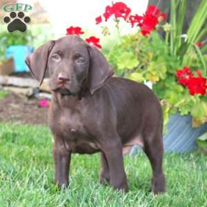 Trevor, German Shorthaired Pointer Puppy