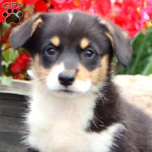 Trevor, Pembroke Welsh Corgi Puppy