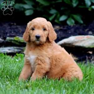 Trevor, Goldendoodle Puppy