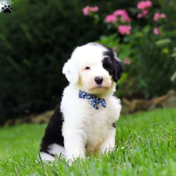 Trevor, Sheepadoodle Puppy