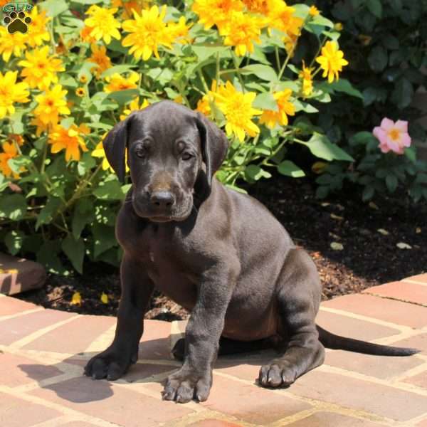 Trina, Great Dane Puppy
