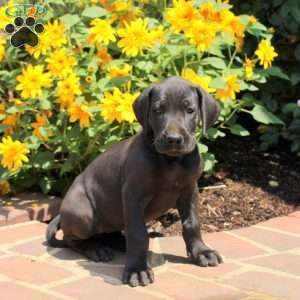 Trina, Great Dane Puppy