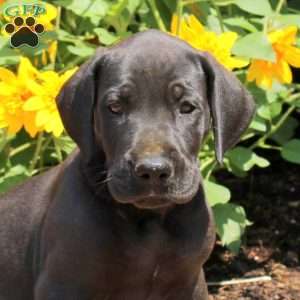 Trina, Great Dane Puppy
