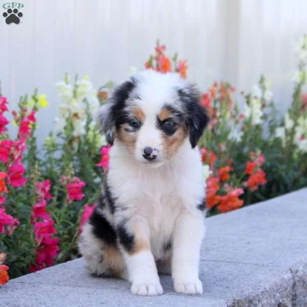 Trinity, Miniature Australian Shepherd Puppy