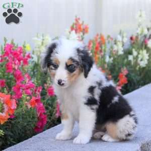 Trinity, Miniature Australian Shepherd Puppy