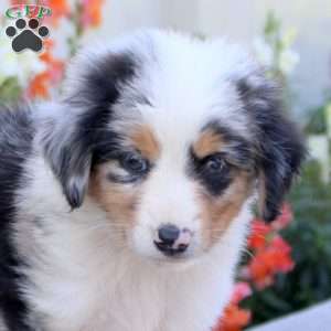 Trinity, Miniature Australian Shepherd Puppy