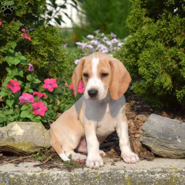 Trip, Beagle Puppy